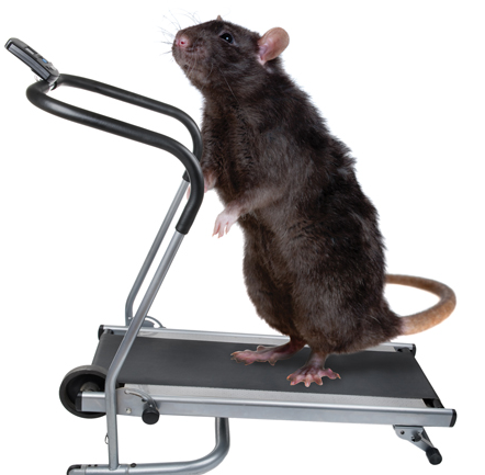 mus og motion