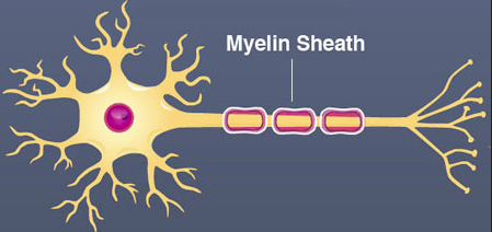 Myelin beskytter hjernecellerne