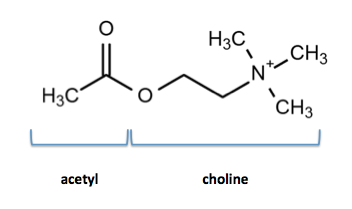 Acetycholin - et vigtigt stof